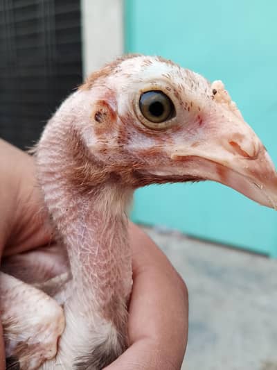 Aseel chicks for sale  8 piece ha wastapp num 0307 9646724