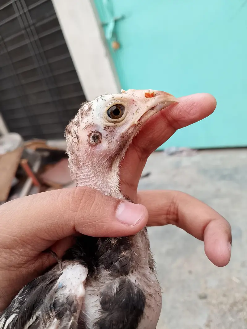 Aseel chicks for sale  8 piece ha wastapp num 0307 9646724 — photo 6
