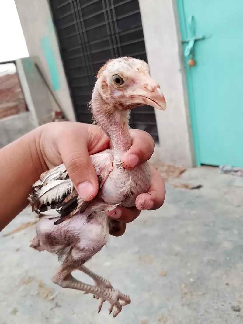 Aseel chicks for sale  8 piece ha wastapp num 0307 9646724 — photo 7