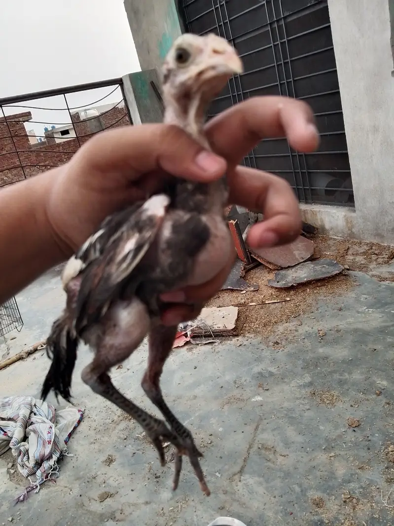 Aseel chicks for sale  8 piece ha wastapp num 0307 9646724 — photo 8