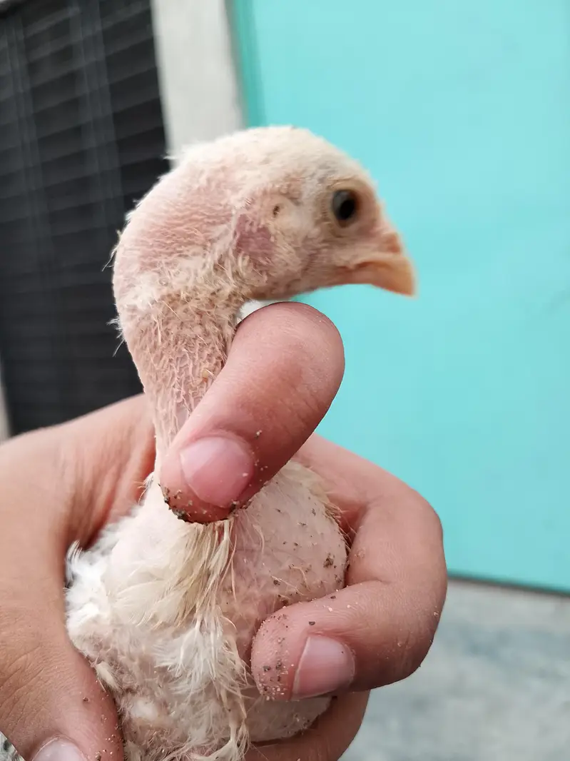 Aseel chicks for sale  8 piece ha wastapp num 0307 9646724 — photo 9