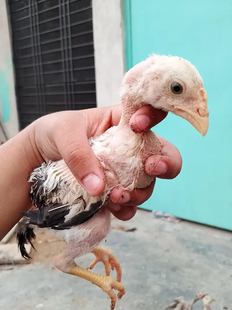Aseel chicks for sale  8 piece ha wastapp num 0307 9646724 — photo 10