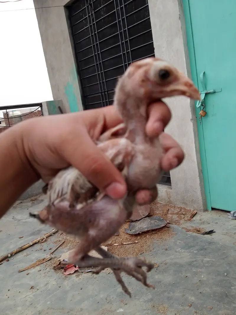 Aseel chicks for sale  8 piece ha wastapp num 0307 9646724 — photo 11