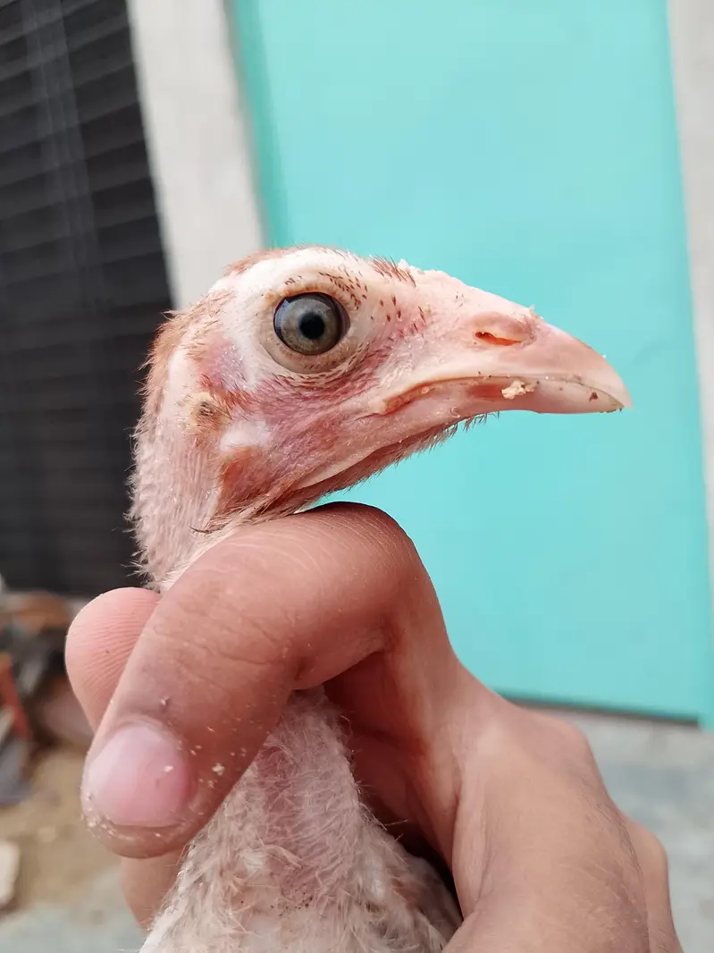 Aseel chicks for sale  8 piece ha wastapp num 0307 9646724 — photo 12