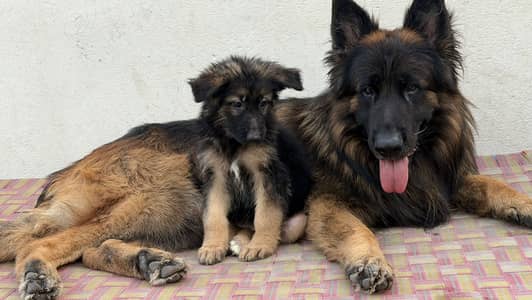 Pink pedigree black mask imported bloodline female puppy