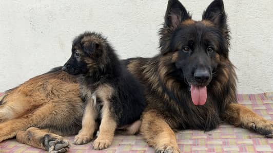 Pink pedigree black mask imported bloodline female puppy