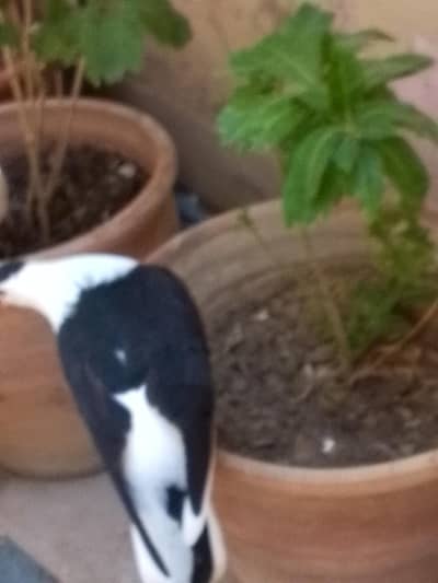 beautiful pigeons available male & female