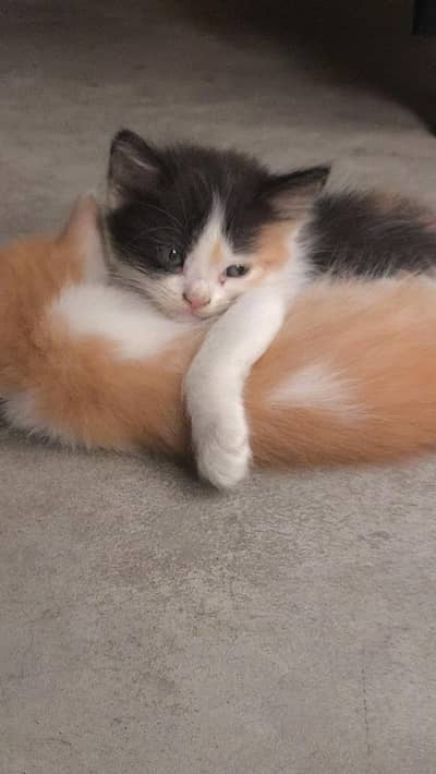 kittens/cat