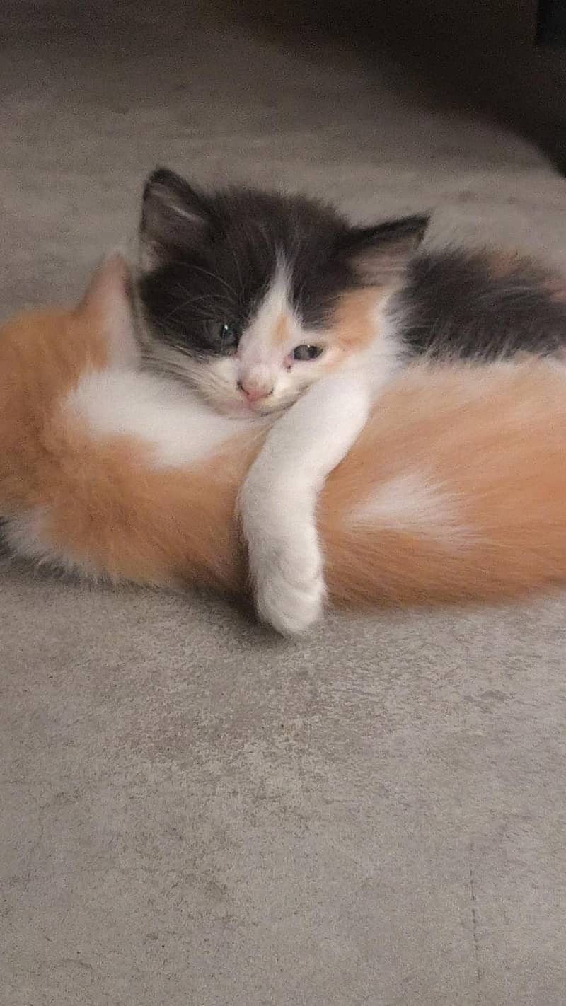kittens/cat 0