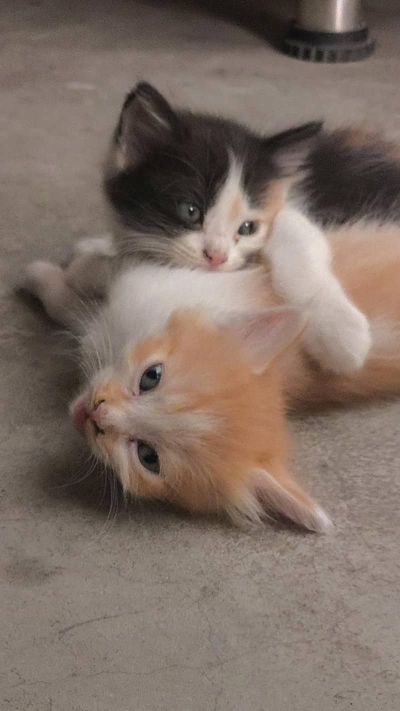 kittens/cat 1