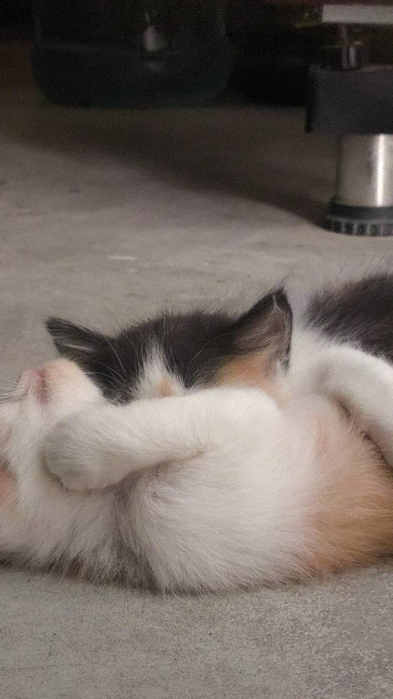 kittens/cat 2