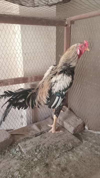 Aseel murgha for sale