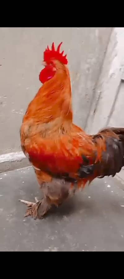 fully breeder male