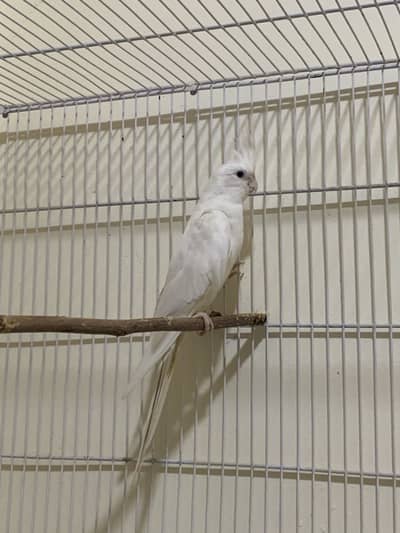 Eno red eyes female breader