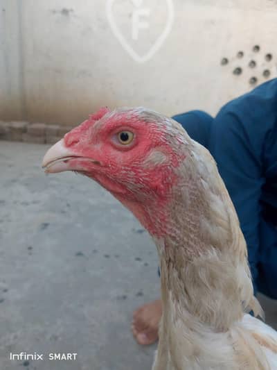 Female Heraa Morg Upar thori Mahdi lagi hoi ha or Careech kar rahi ha