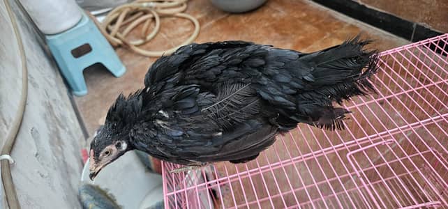aseel kurak ready to hatch eggs