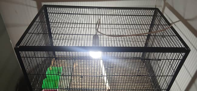 Bird Cage