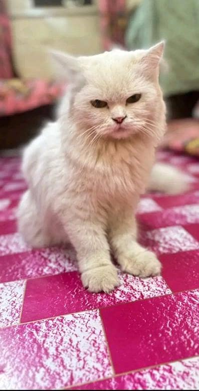 Persian white cat