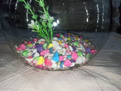 Glass Fish bowl