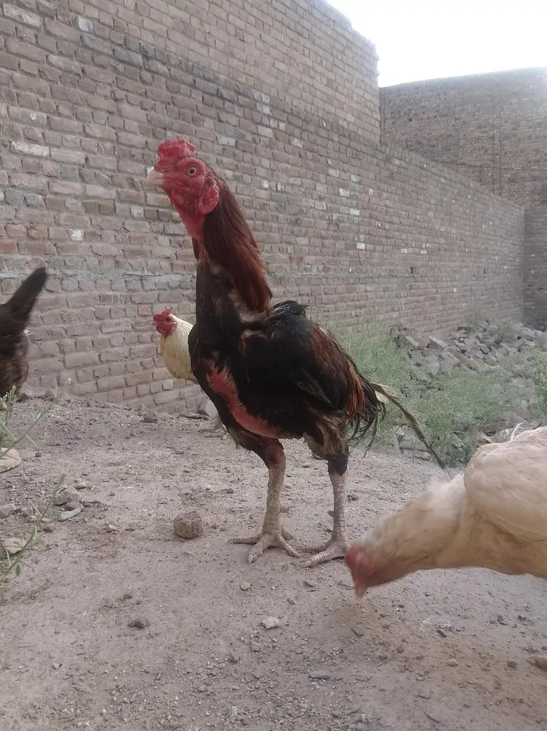EGg hen available home Hens male and female