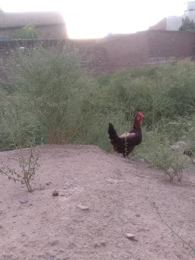 EGg hen available home Hens male and female