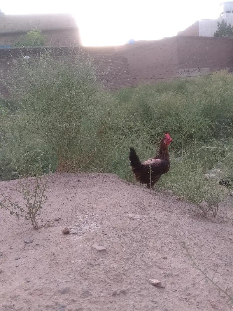 EGg hen available home Hens male and female — photo 2