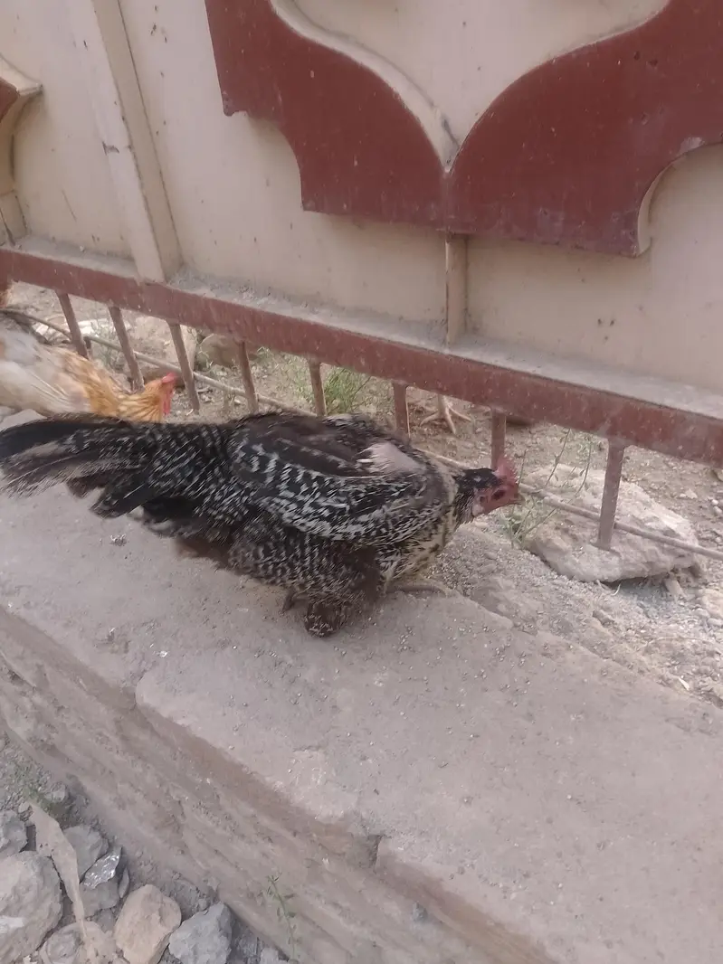 EGg hen available home Hens male and female — photo 3