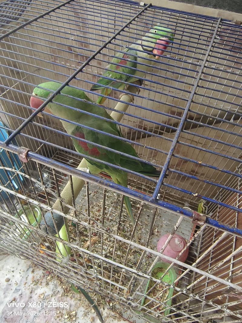 Breeder pair 0