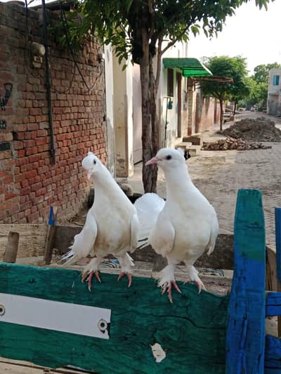 lucky pigeon 