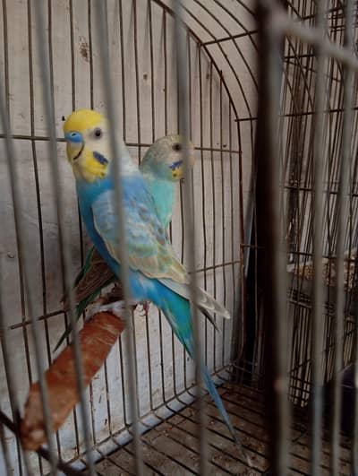 Rainbow budgie