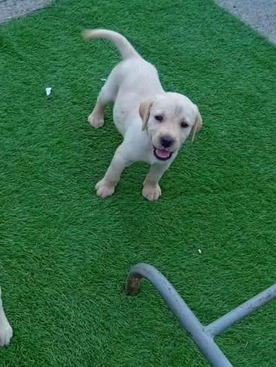 labrador female puppy