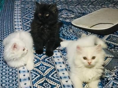 kittens for sale