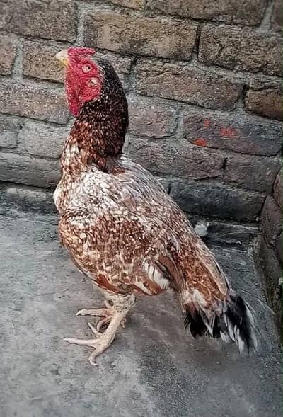 PURE OLD BLOOD LINE AMROHI MAADI