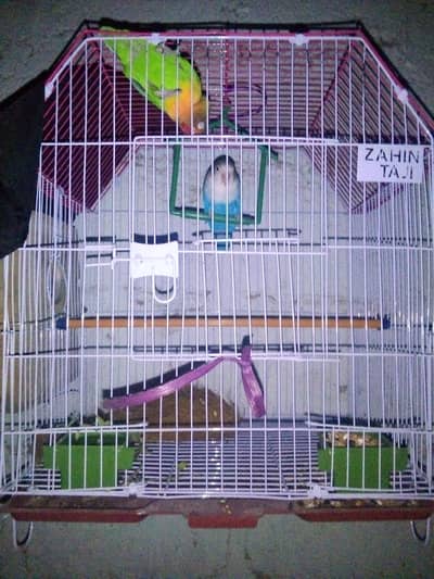 love bird