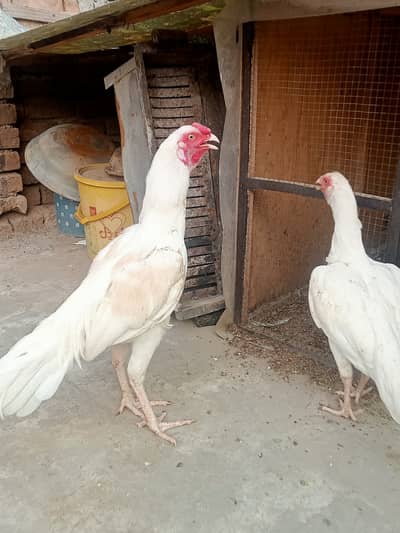Heera Aseel Murgha
