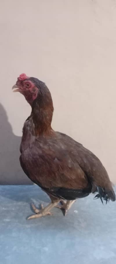 ko Aseel hen