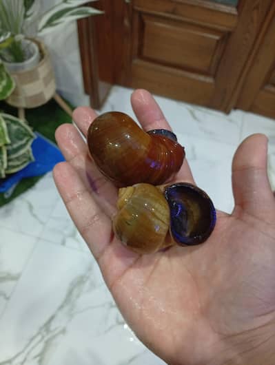 giant apple snails