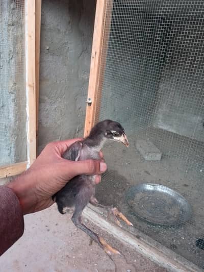 selling aseel chicks