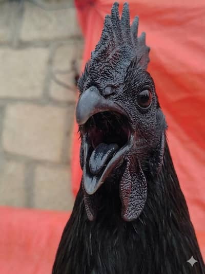 Ayam Cemani Rooster | Pure Malaysian Bloodline | Black Tongue