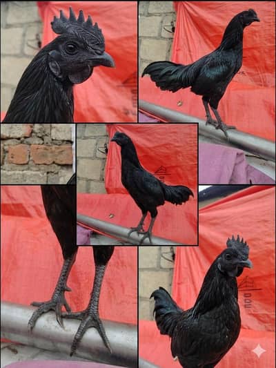 Ayam Cemani Rooster | Pure Malaysian Bloodline | Black Tongue