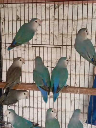 Blue rosicoli love bird