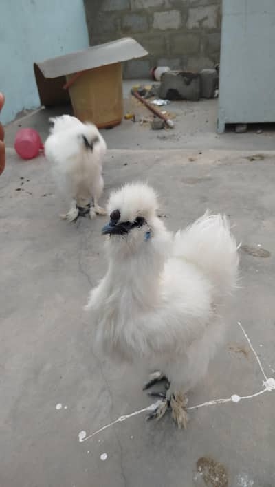 WHITE SILKIE pure 2 malesfor sale andcan be exchanged with pure female