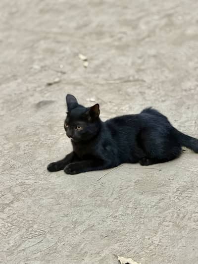 Black Bombay cat