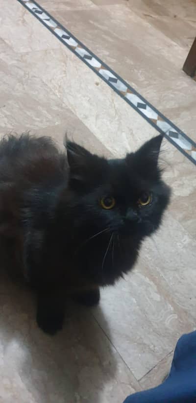 Persian cat for sale