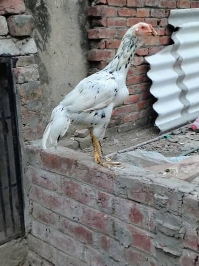 Aseel Thai croos hen for sale old blood line hen home breed