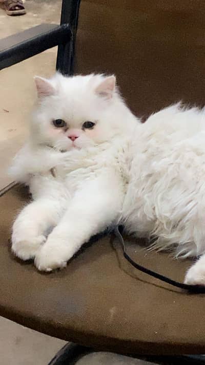 white Persian peki male