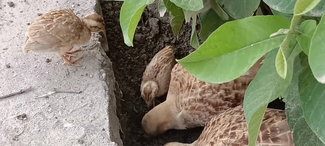 irani teetar chicks