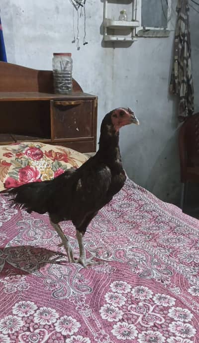 veitnami aseel murgi