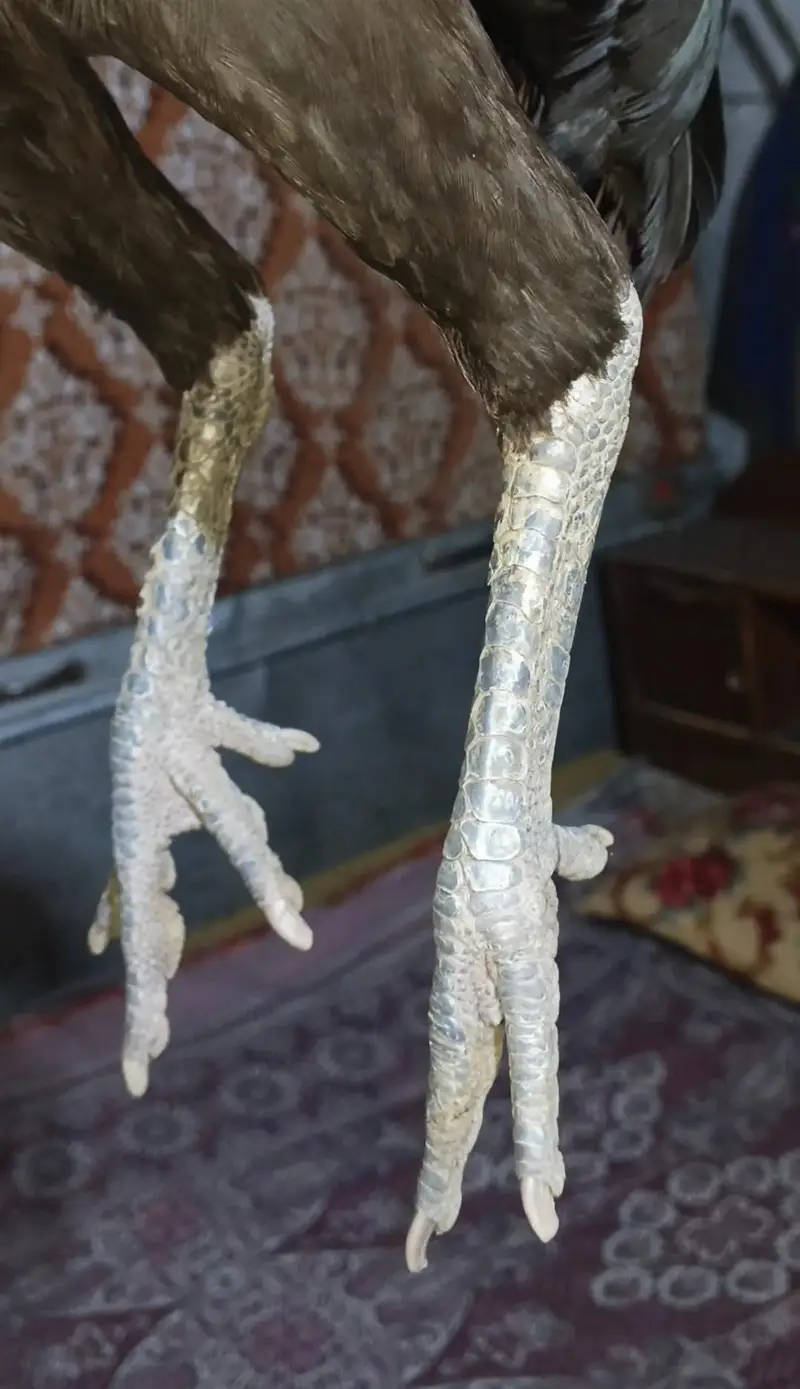 veitnami aseel murgi — photo 2