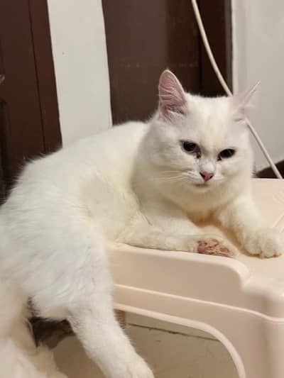 Persian Female Cat for Sale